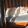 cat, white_cat, chair, cushion, sunlight, shadow, wooden_chair, indoor, pet, fur, yellow_eyes, relaxed, resting, animal, domestic, cozy, quiet, morning_light, patterned_fabric, closeup