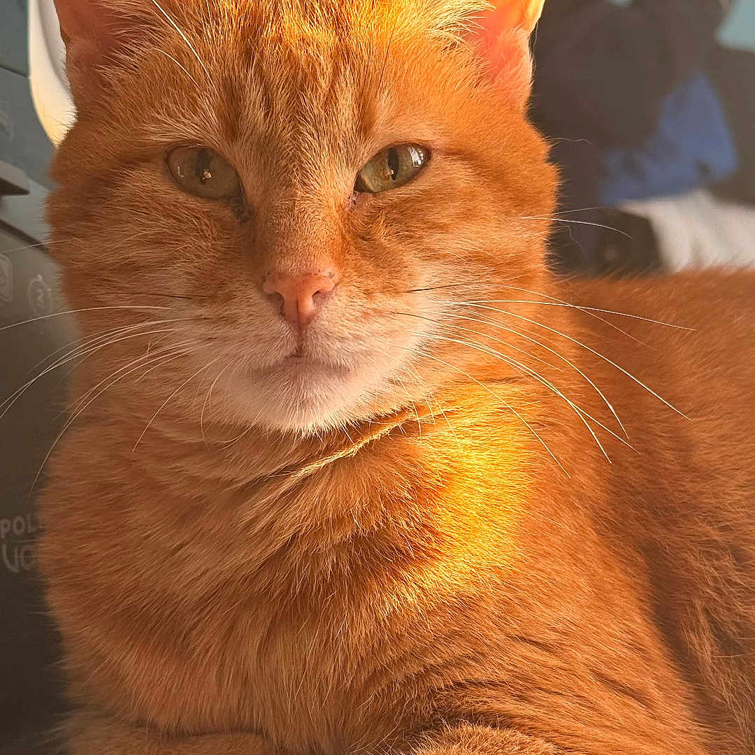 Junior