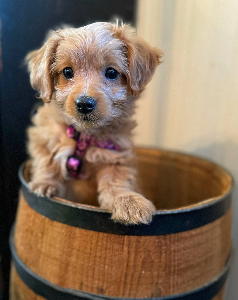 Shae is registered to the contest to win money with this photo: canidae, carnivore, companion_dog, dog, dog_breed, dog_clothes, dog_supply, fawn, firefighter, maltepoo, pet_supply, small_terrier, sporting_group, terrier, toy, toy_dog, water_dog, wood, working_animal, yorkipoo