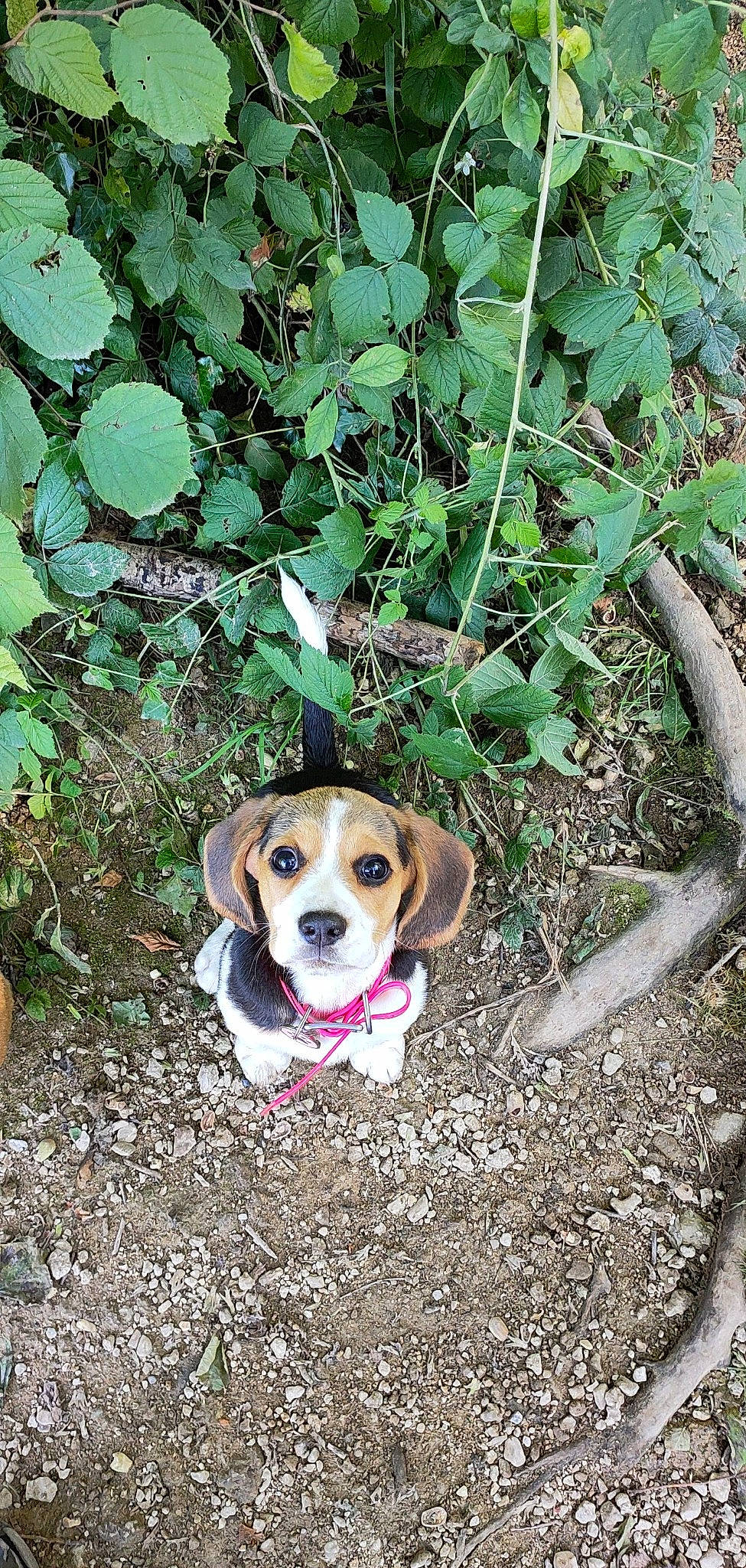 Shelby a rejoint le concours — aidez-le/la à gagner de superbes lots ! asphalt, beagle, beagle_harrier, canidae, carnivore, collar, companion_dog, dog, dog_breed, fawn, finnish_hound, grass, groundcover, hound, leash, plant, scent_hound, snout, soil, sporting_group