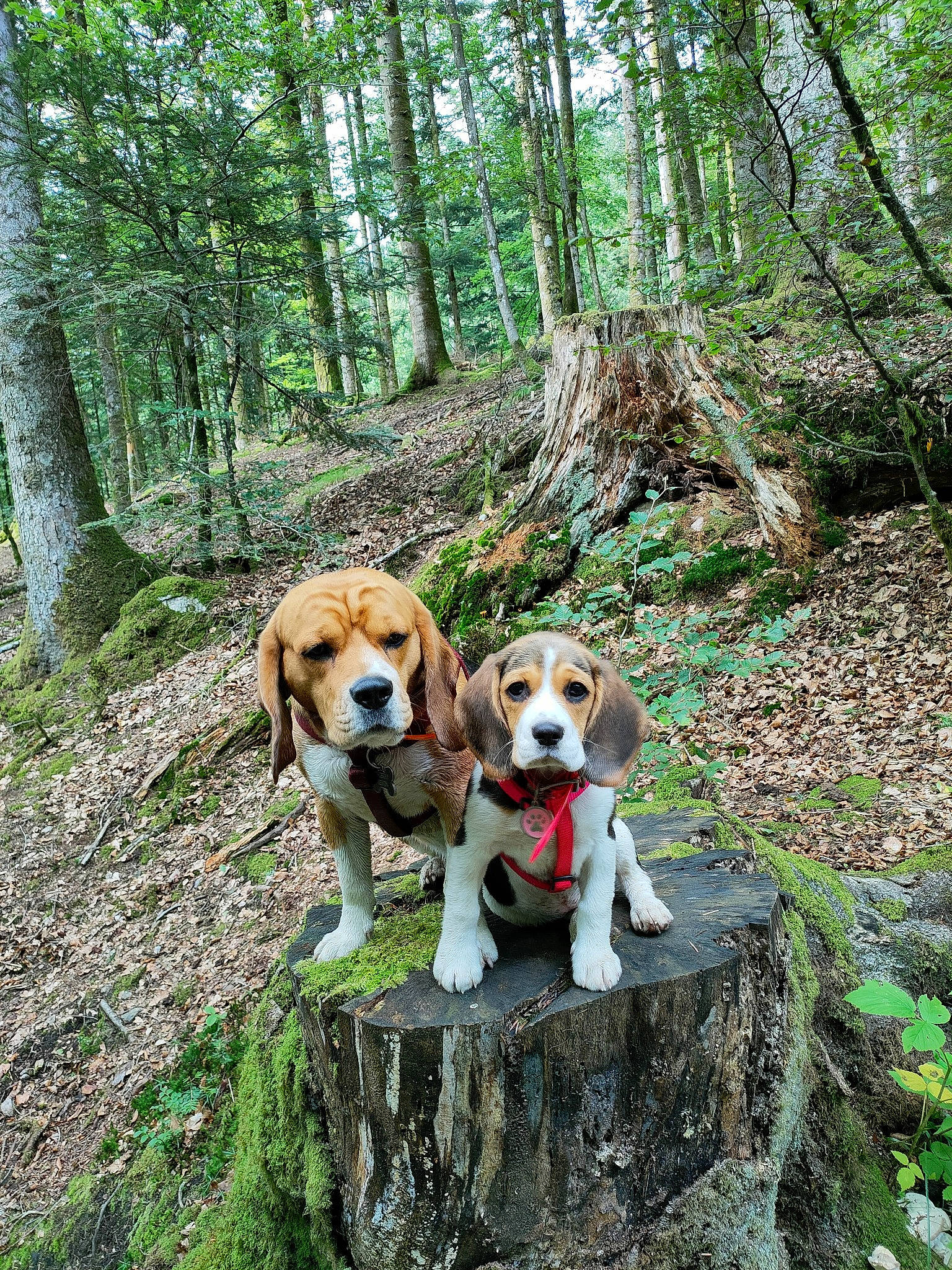Shelby a rejoint le concours — aidez-le/la à gagner de superbes lots ! adventure, canidae, carnivore, companion_dog, dog, dog_breed, fawn, forest, grass, hound, jungle, natural_landscape, northern_hardwood_forest, plant, recreation, sporting_group, temperate_broadleaf_and_mixed_forest, trail, tree, woodland