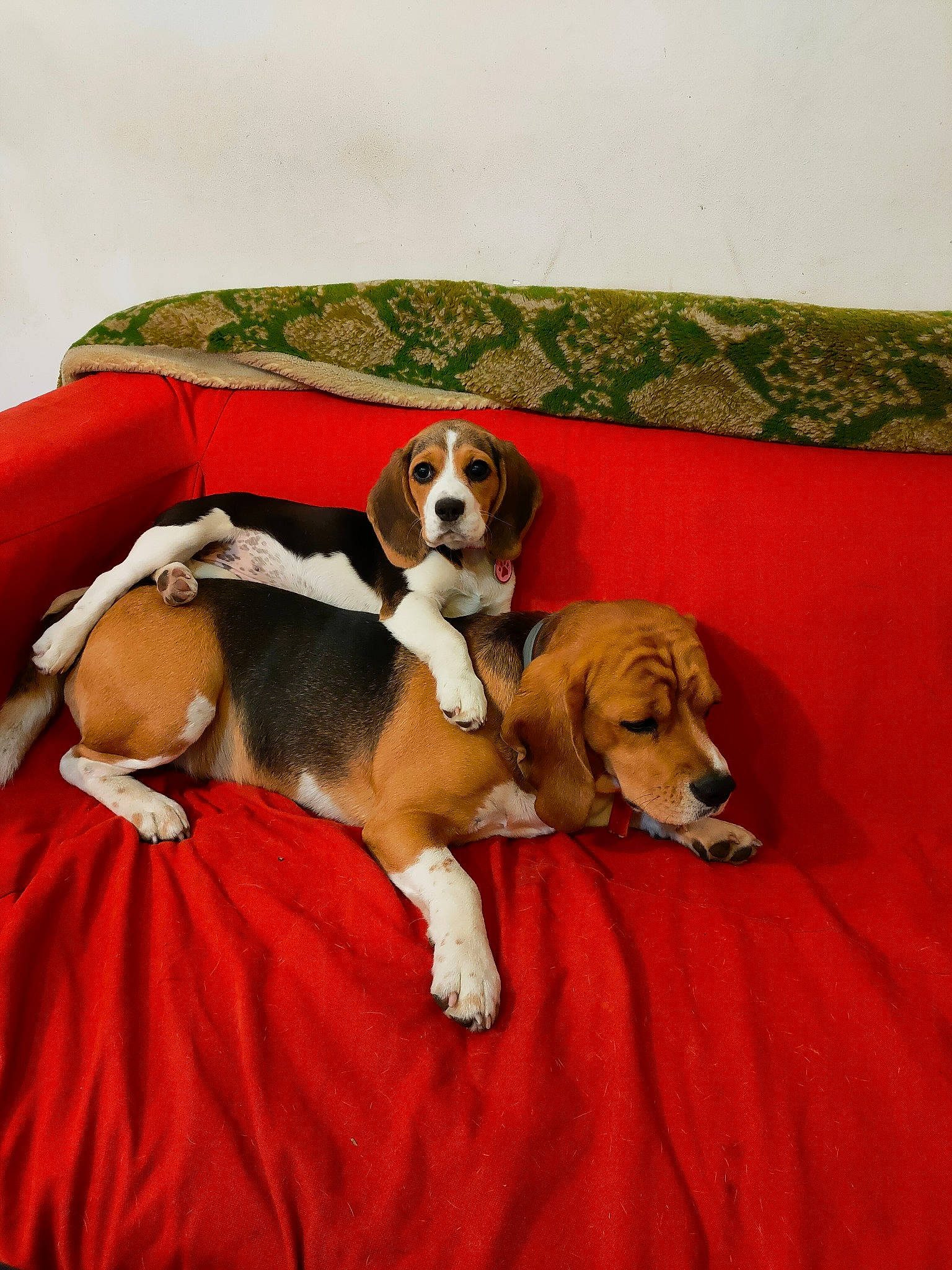 Shelby a rejoint le concours — aidez-le/la à gagner de superbes lots ! ball, beagle, canidae, carnivore, comfort, companion_dog, couch, dog, dog_breed, dog_supply, fawn, flooring, hound, paw, scent_hound, snout, sporting_group, toy, working_animal, working_dog