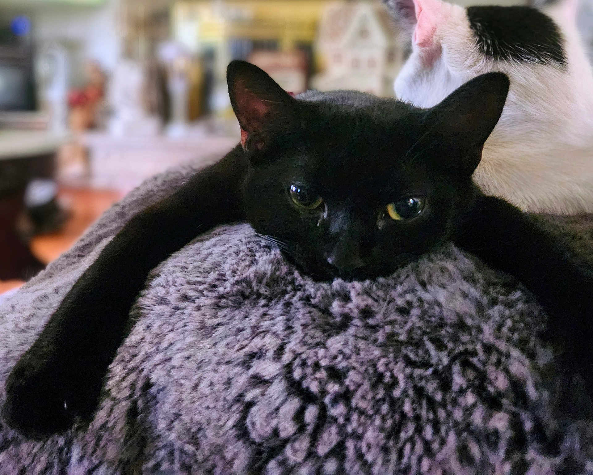 Jynxs is registered to the contest to win money with this photo: black_cat, white_cat, cat, pets, indoor, fluffy_blanket, resting, relaxed, closeup, feline, animal, domestic, cute, cozy, soft_texture, fur, laying_down, two_cats, background_blur, home