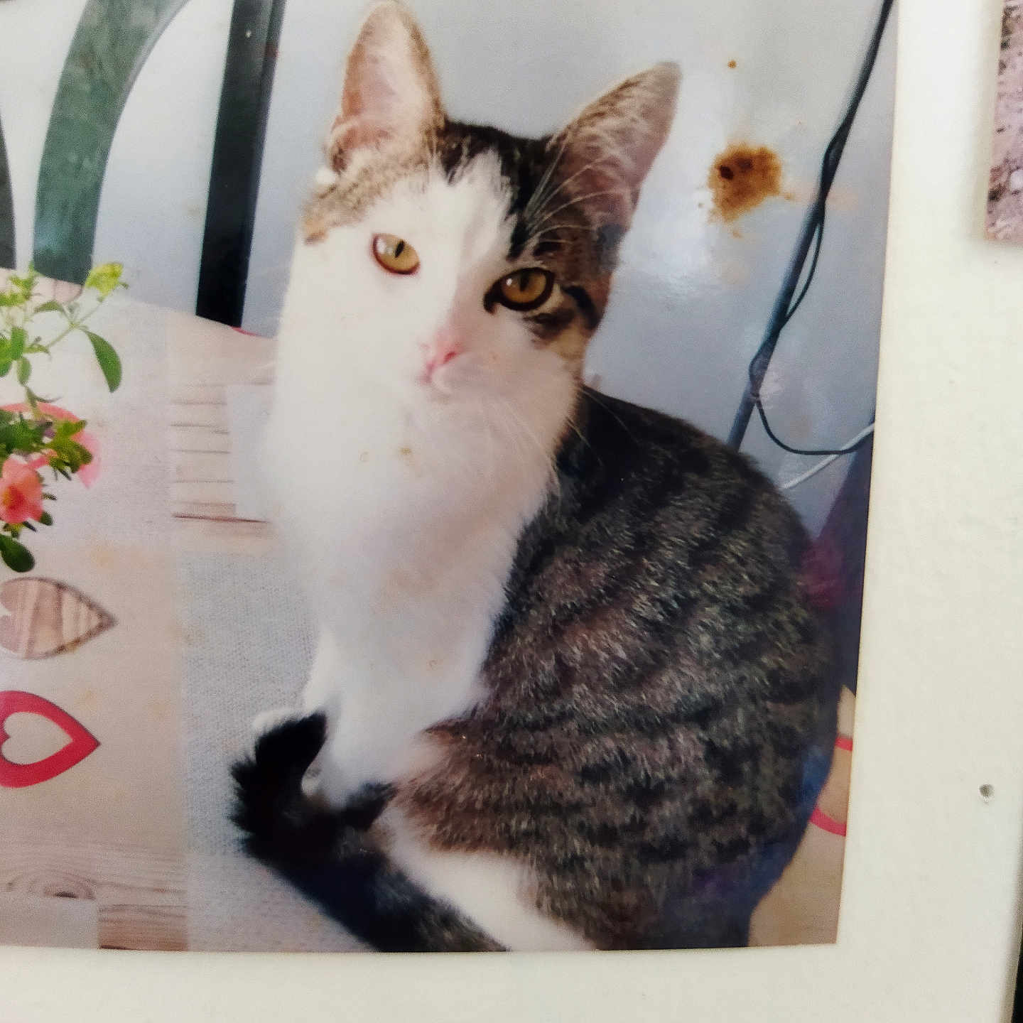 Miya participe au concours pour gagner de l'argent avec cette photo : animal, cat, chair, curious, ears, eyes, feline, flowers, fur, indoor, pet, plant, reflection, sitting, stain, tabby_cat, tablecloth, tail, whiskers, white_cat