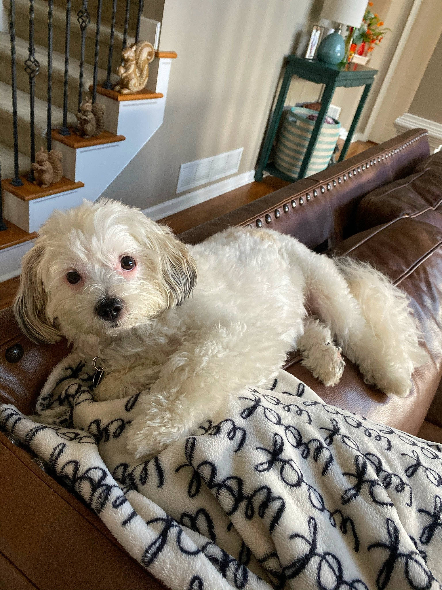Jude joined the competition — help win amazing prizes! blue, carnivore, comfort, companion_dog, couch, dog, dog_breed, dog_supply, fawn, fur, labradoodle, pet_supply, picture_frame, room, shih_poo, small_terrier, sporting_group, terrier, toy_dog, working_animal