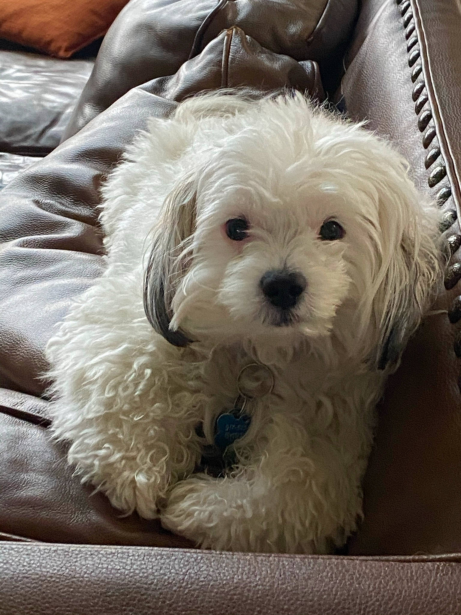 Jude joined the competition — help win amazing prizes! canidae, carnivore, companion_dog, dog, dog_breed, fur, maltepoo, non_sporting_group, small_terrier, snout, sporting_group, terrier, toy_dog, water_dog, working_animal