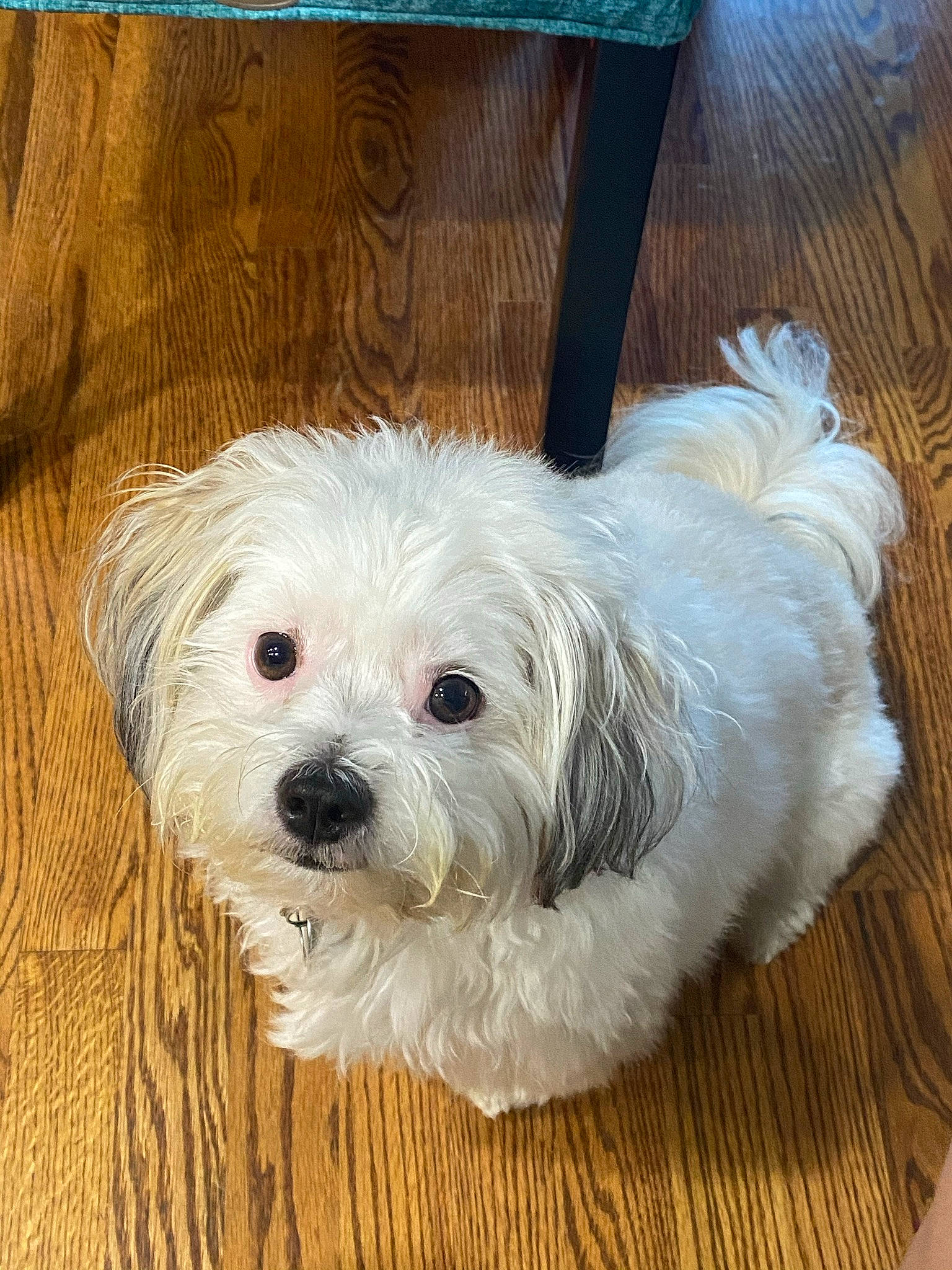 Jude is registered to the contest to win money with this photo: canidae, carnivore, cockapoo, companion_dog, dog, dog_breed, dog_supply, fur, hardwood, maltepoo, puppy_love, rectangle, small_terrier, snout, sporting_group, terrier, toy_dog, wood, wood_stain, working_animal