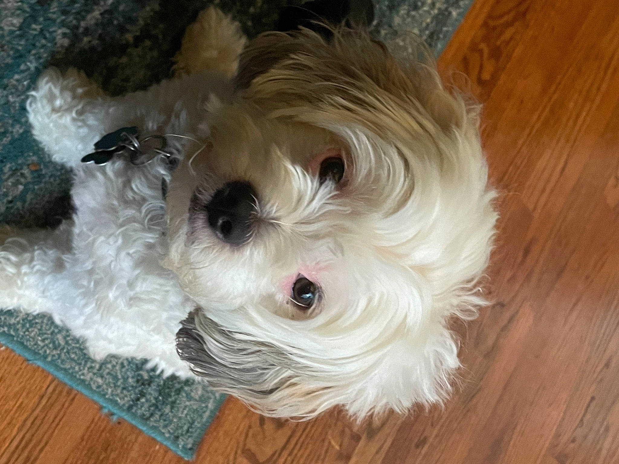 Jude is registered to the contest to win money with this photo: canidae, carnivore, companion_dog, dog, dog_breed, firefighter, flooring, fur, hardwood, plank, small_terrier, snout, sporting_group, terrier, toy_dog, varnish, water_dog, wood, wood_stain, working_animal