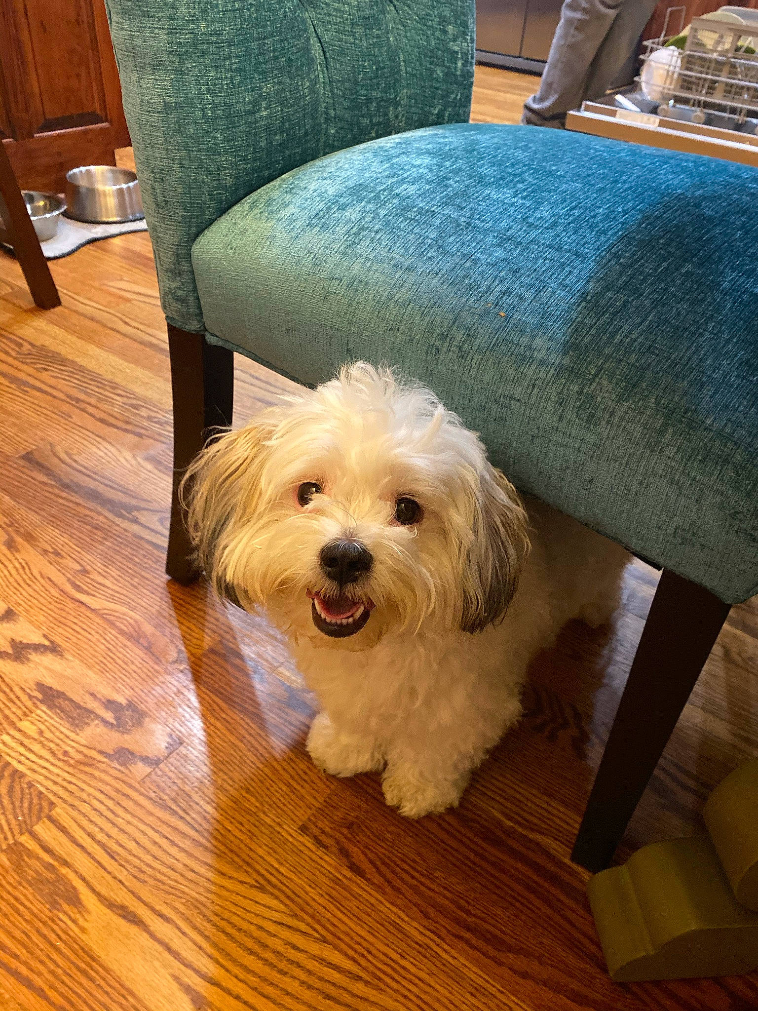 Jude joined the competition — help win amazing prizes! carnivore, chair, comfort, companion_dog, couch, dog, dog_breed, floor, flooring, furniture, hardwood, laminate_flooring, living_room, plank, toy_dog, varnish, wood, wood_flooring, wood_stain, working_animal