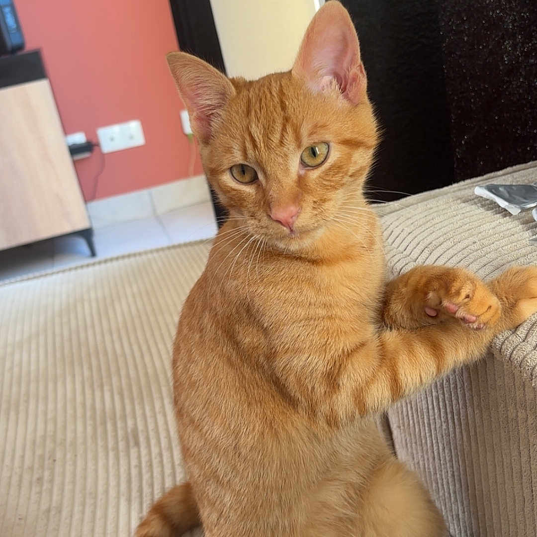 Tigrou