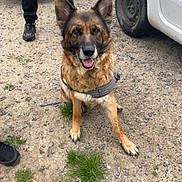 Roxy participe au concours pour gagner de l'argent avec cette photo : dog, german_shepherd, harness, outdoor, person, vehicle, white_car, gravel, grass, boots, legs, truck, dirt, sitting, pet, canine, mammal, animal, happy, ears