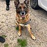 dog, german_shepherd, harness, outdoor, person, vehicle, white_car, gravel, grass, boots, legs, truck, dirt, sitting, pet, canine, mammal, animal, happy, ears