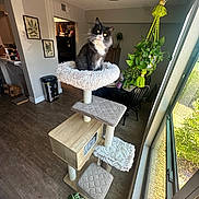 Astro joined the competition — help win amazing prizes! cat, cat_tree, indoor, plant, hanging_plant, window, wood_floor, living_room, furniture, cozy, black_and_white_cat, pet, sunlight, decor, houseplant, potted_plant, framed_art, table, chair, peaceful