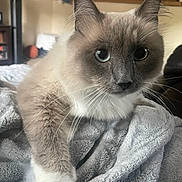 Luna is registered to the contest to win money with this photo: cat, blue_eyes, furry, paw, blanket, cozy, indoor, home, furniture, soft_texture, relaxed, pet, animal, closeup, whiskers, cute, domestic, fur, comfort, resting