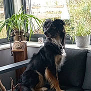 Uma a rejoint le concours — aidez-le/la à gagner de superbes lots ! dog, black_dog, tan_dog, sitting, couch, sofa, indoor, plant, potted_plant, window, vintage_telephone, furniture, pet, domestic_animal, living_room, curtain, wood, leaf, relaxed, companion