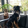 dog, black_dog, tan_dog, sitting, couch, sofa, indoor, plant, potted_plant, window, vintage_telephone, furniture, pet, domestic_animal, living_room, curtain, wood, leaf, relaxed, companion