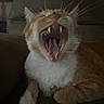 Ginger joined the competition — help win amazing prizes! cat, orange_cat, white_fur, yawning, mouth_open, teeth, tongue, whiskers, pet, feline, indoor, couch, resting, close_up, animal, fur, paw, dim_light, relaxed, home