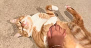 Ginger is registered to the contest to win money with this photo: cat, orange_cat, white_cat, pet, belly_rub, carpet, indoor, hand, arm, relaxed, happy_cat, feline, domestic_animal, animal, cute, content, person, floor, playing, resting