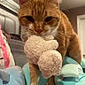 Ginger joined the competition — help win amazing prizes! cat, ginger_cat, pet, indoor, toy, fluffy_toy, whiskers, close_up, curious, feline, bedroom, soft_lighting, fur, animal, cute, playing, nose, ears, paw, cozy
