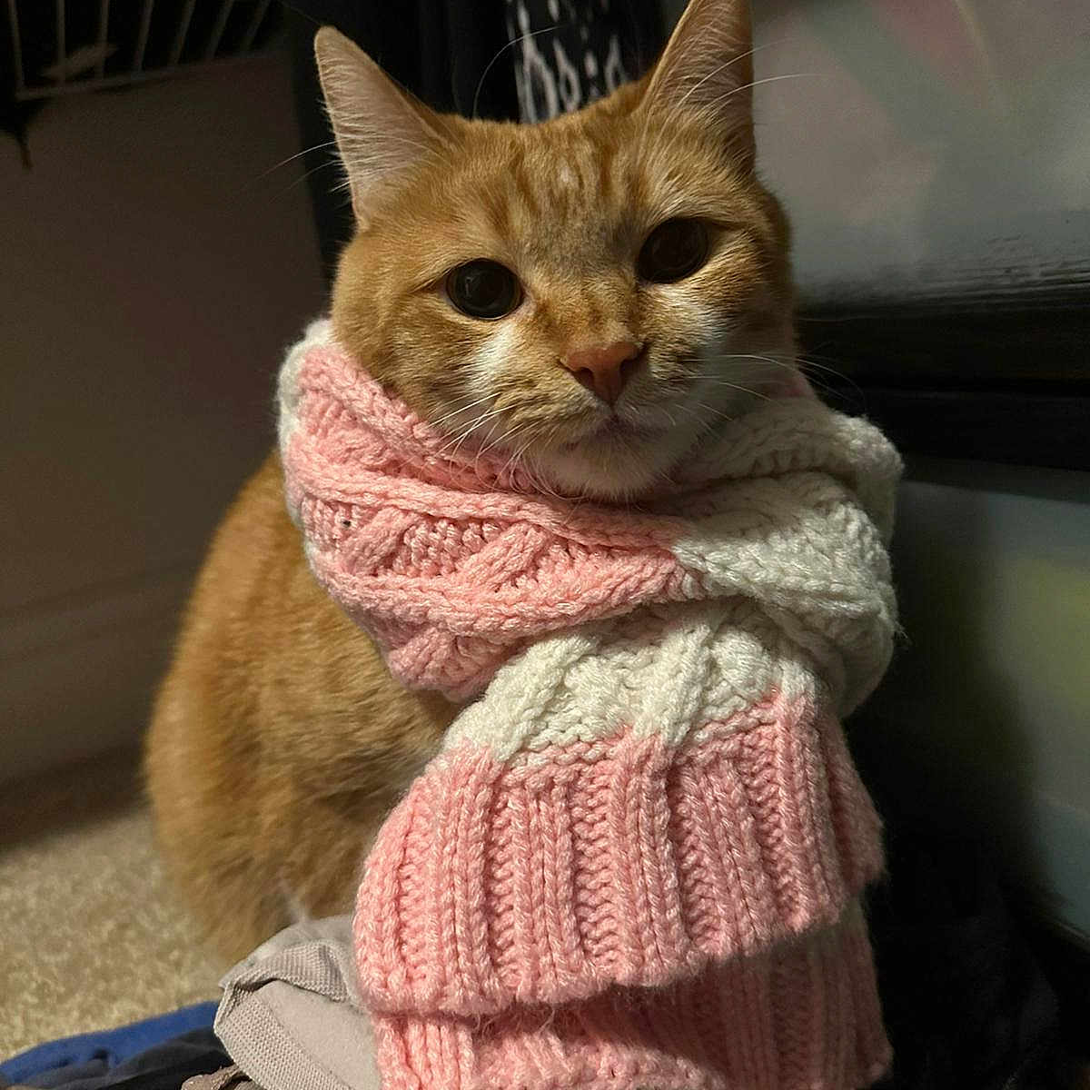 Ginger
