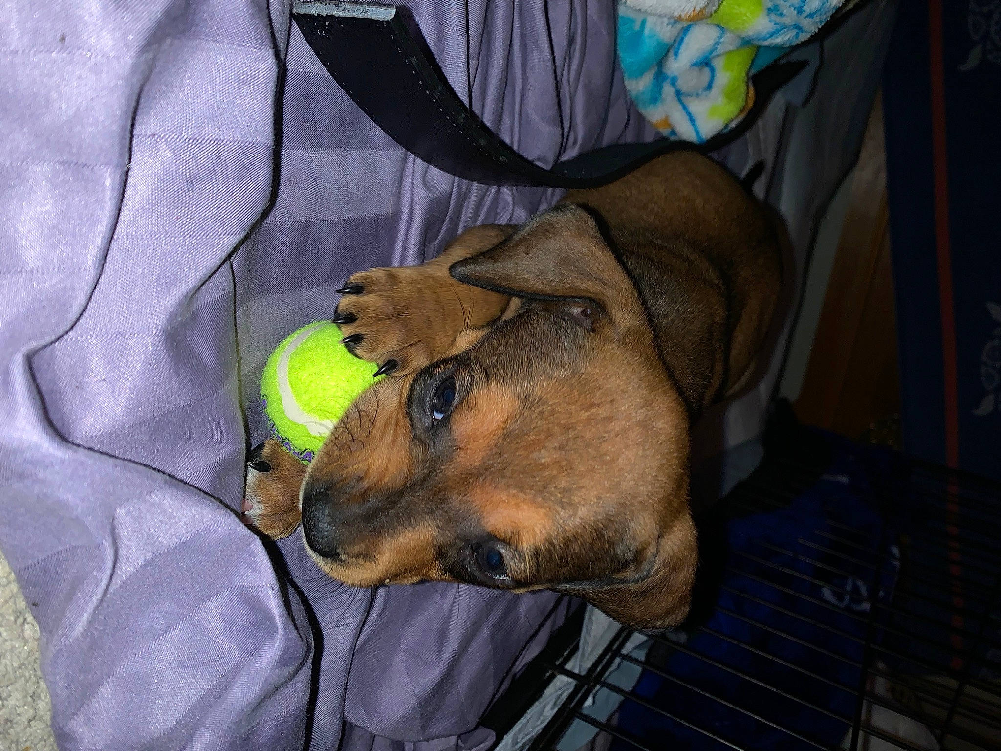 Ava Faith Jones is registered to the contest to win money with this photo: bag, canidae, carnivore, collar, comfort, companion_dog, dog, dog_breed, dog_supply, fawn, fur, personal_protective_equipment, pet_supply, sleeve, snout, sporting_group, working_animal