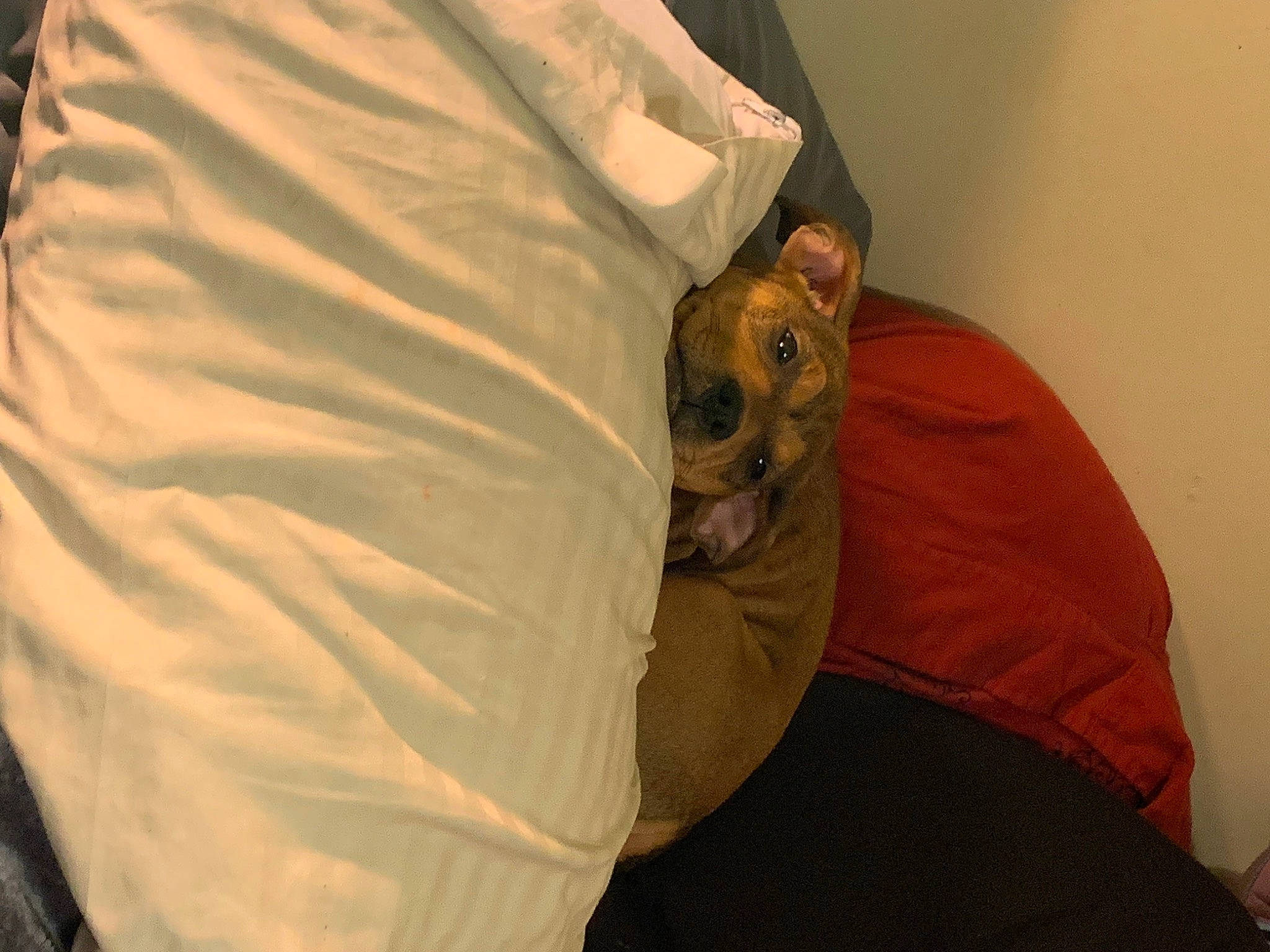 Ava Faith Jones joined the competition — help win amazing prizes! abdomen, bat, bed, carnivore, comfort, companion_dog, dog_breed, ear, elbow, facial_hair, fawn, felidae, linens, neck, shoulder, sleeve, small_to_medium_sized_cats, t_shirt, trunk, whiskers