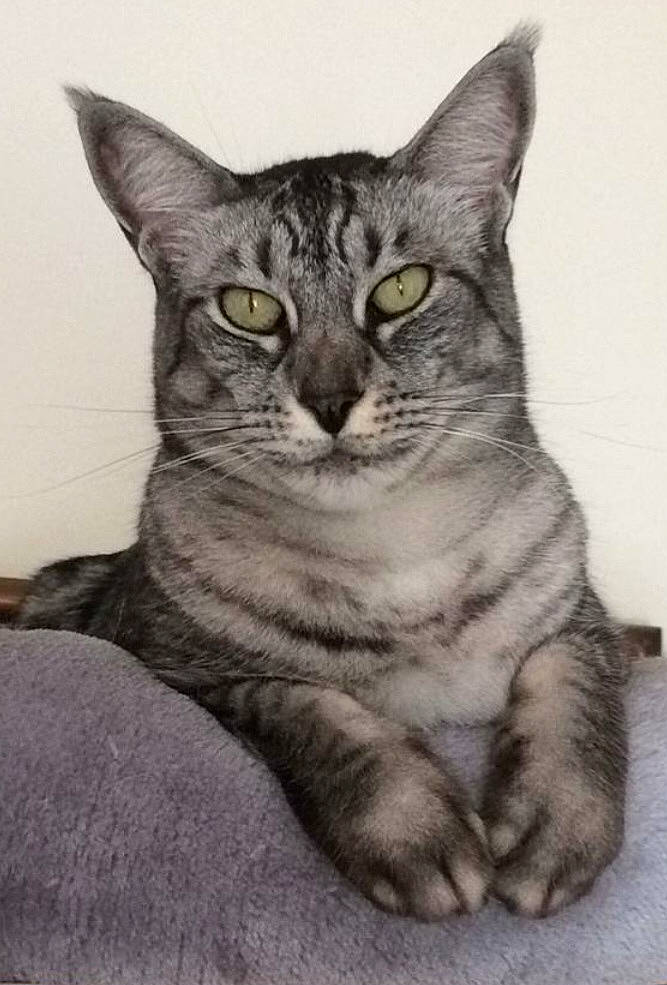 Nala
