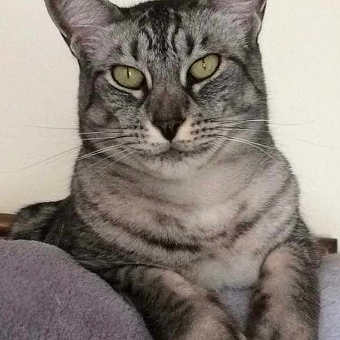 Nala