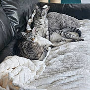 Nala a rejoint le concours — aidez-le/la à gagner de superbes lots ! cats, tabby_cats, pet, animals, felines,  lounging, sleeping, relaxed, sofa, leather_couch, blanket, white_blanket, cat_tree, indoor, home, living_room, gray_fur, striped_fur, green_eyes, cozy
