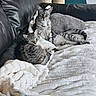 cats, tabby_cats, pet, animals, felines,  lounging, sleeping, relaxed, sofa, leather_couch, blanket, white_blanket, cat_tree, indoor, home, living_room, gray_fur, striped_fur, green_eyes, cozy