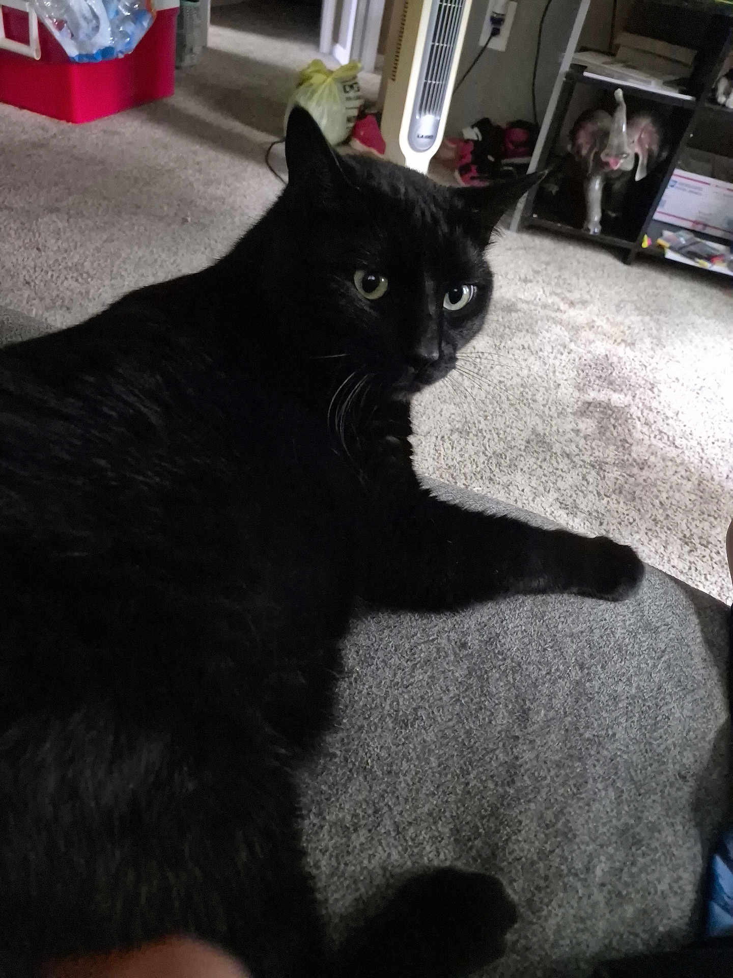 Sylvester