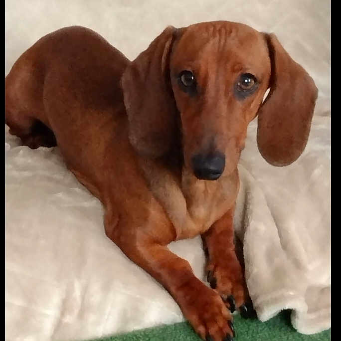 Voyou participe au concours pour gagner de l'argent avec cette photo : accessories, animal, beagle, blanket, canine, collar, cushion, dog, homedecor, hound, indoors, labradorretriever, linen, person, pet, puppy, sleeping, snout, towel, whitedog