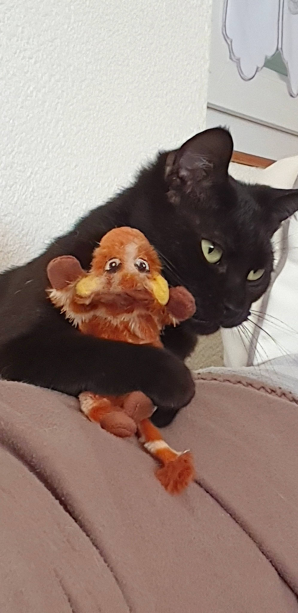 Nefertiti participe au concours pour gagner de l'argent avec cette photo : black_cat, bombay, brown, carnivore, cat, comfort, companion_dog, dog_breed, fawn, felidae, fur, gesture, liver, small_to_medium_sized_cats, snout, tail, toy, vertebrate, whiskers, working_animal