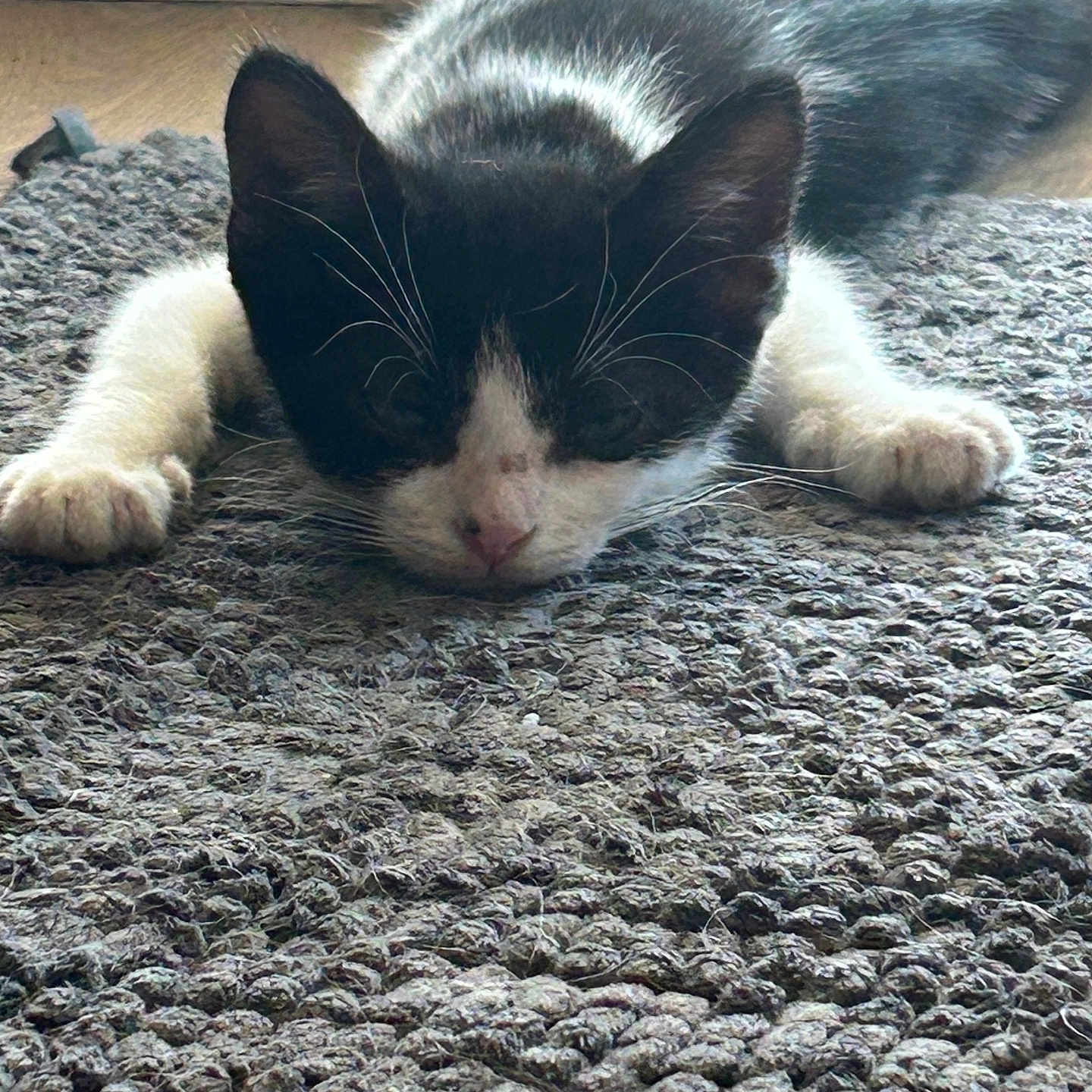 Oliver is registered to the contest to win money with this photo: animal, black_and_white, cat, closeup, cozy, cute, domestic_cat, feline, floor, fur, indoor, kitten, paw, pet, relaxed, resting, rug, sleeping, whiskers, young