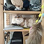 Yuki a rejoint le concours — aidez-le/la à gagner de superbes lots ! cat, fluffy, blue_eyes, wooden_shelf, bags, boxes, indoor, pet, furniture, toy, furry_tail, resting, cozy, domestic, animal, sitting, cluttered, household, furniture_shelf, soft