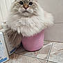 Yuki a rejoint le concours — aidez-le/la à gagner de superbes lots ! cat, fluffy, blue_eyes, pink_bucket, bathroom, tiles, pet, fur, indoor, container, domestic_animal, cute, sitting, close_up, whiskers, tail, household, feline, curious, portrait