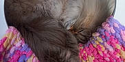 Yuki a rejoint le concours — aidez-le/la à gagner de superbes lots ! cat, sleeping, fluffy, curled_up, blanket, colorful, purple, pink, yellow, cozy, furry, pet, indoor, resting, cute, animal, soft, tail, feline, circular_opening