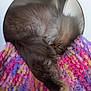 cat, sleeping, fluffy, curled_up, blanket, colorful, purple, pink, yellow, cozy, furry, pet, indoor, resting, cute, animal, soft, tail, feline, circular_opening