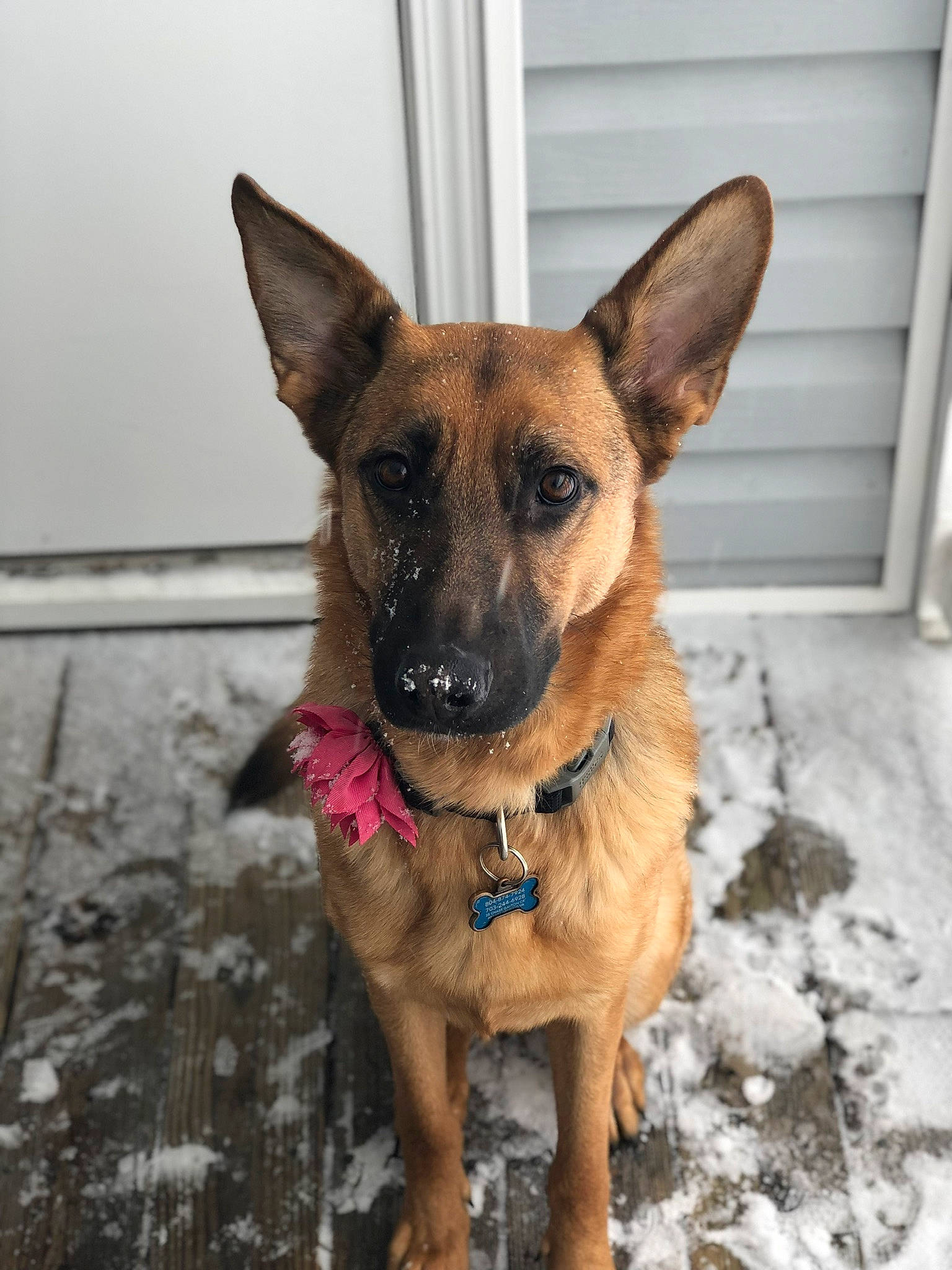 Misha joined the competition — help win amazing prizes! canidae, carnivore, collar, companion_dog, dog, dog_breed, dog_collar, dog_supply, fawn, fur, german_shepherd_dog, herding_dog, snout, snow, sporting_group, working_animal, working_dog