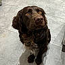 animal, brown_dog, brown_fur, canine, cute, dog, floppy_ears, front_view, golden_eyes, home, indoors, long_fur, looking_up, nose, paws, pet, portrait, shadow, sitting, tile_floor
