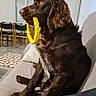 animal, brown_dog, chairs, chewing, couch, dog, floppy_ears, fur, furniture, home, indoor, living_room, long_hair, pet, playful, portrait, sitting, toy, window, yellow_toy