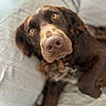 bed, bedding, brown_fur, canine, chocolate_lab, close_up, dog, floppy_ears, golden_eyes, indoors, looking_at_camera, lying_down, nose, pet, photography, portrait, relaxed, shallow_depth_of_field, snout, soft_lighting