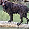 Pharaon a rejoint le concours — aidez-le/la à gagner de superbes lots ! animal, brown_dog, curly_coat, dog, floppy_ears, forest, log, long_hair, nature, outdoors, pet, photography, portrait, river, standing, stream, trees, water, wet_dog, wet_fur