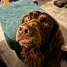 animal, brown_dog, brown_eyes, close_up, curly_fur, cushion, dog, floor, floppy_ears, funny_expression, furniture, home, indoor, long_hair, looking_at_camera, pet, portrait, warm_lighting, wet_nose, wide_eyes