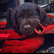 Pharaon participe au concours pour gagner de l'argent avec cette photo : black_background, brown_eyes, brown_fur, close_up, collar, cute, dog, face, floppy_ears, lying_down, nose, outdoor, pebbles, phone_screenshot, photograph, portrait, puppy, red_blanket, red_harness, sleepy