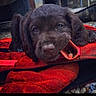 black_background, brown_eyes, brown_fur, close_up, collar, cute, dog, face, floppy_ears, lying_down, nose, outdoor, pebbles, phone_screenshot, photograph, portrait, puppy, red_blanket, red_harness, sleepy