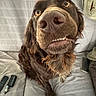 animal, bed, bedding, bedroom, brown_dog, close_up, dog, floppy_ears, funny, goofy, indoor, large_nose, long_hair, person, pet, portrait, remote_control, sitting, toothy_grin, wide_eyes