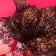 Mariposa joined the competition — help win amazing prizes! cat, tortoiseshell, sleeping, cozy, blanket, fur, whiskers, closeup, pet, resting, indoor, pink_background, soft_texture, animal, cute, relaxation, warm_colors, feline, quiet, comfort