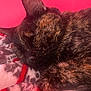 cat, tortoiseshell, sleeping, cozy, blanket, fur, whiskers, closeup, pet, resting, indoor, pink_background, soft_texture, animal, cute, relaxation, warm_colors, feline, quiet, comfort