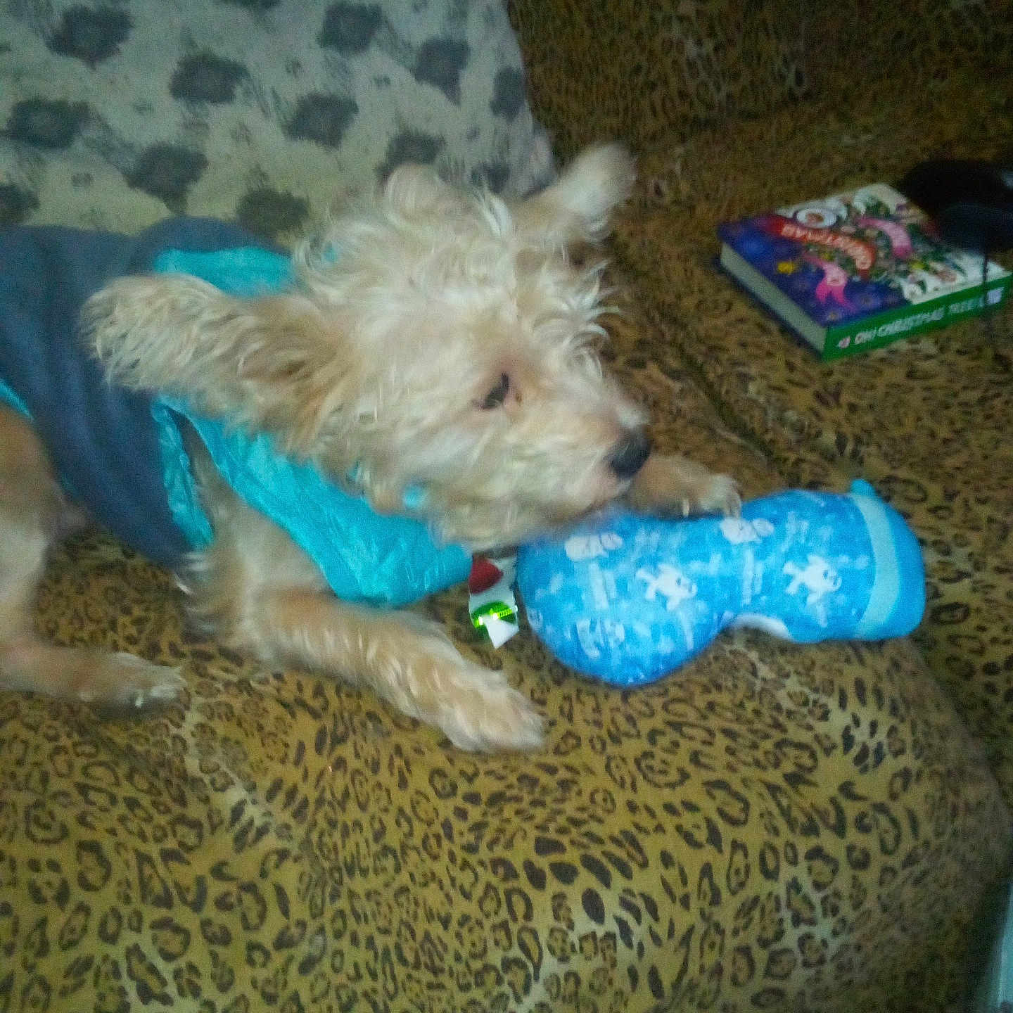 Rascal